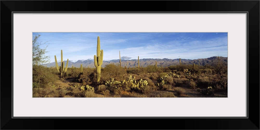 Saguaro cactus plants on a landscape, Saguaro National Monument, Arizona