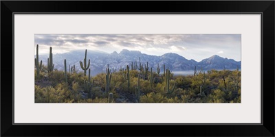 Saguaro Cactus, Santa Catalina Mountains, Honey Bee Canyon Park, Tucson, Arizona