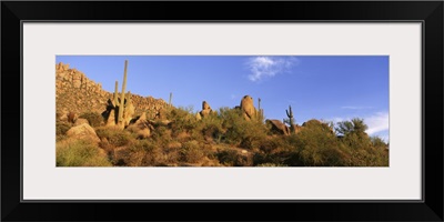 Saguaro Cactus Sonoran Desert AZ