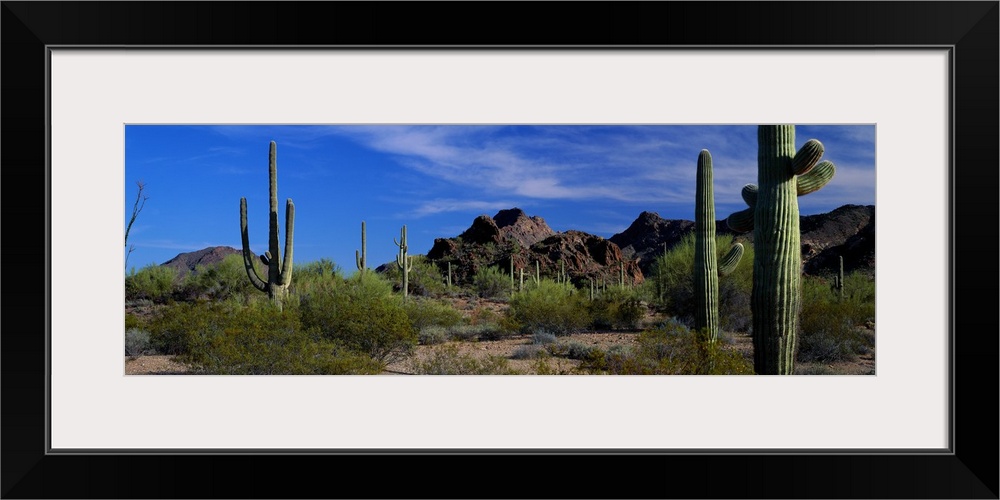 Panoramic photograph of cactus in an Arizona desert with mountainous terrain in the background.