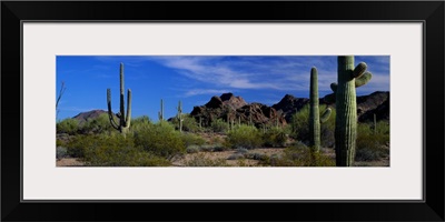 Saguaro cactus Sonoran Desert Scene Saguaro National Park Arizona