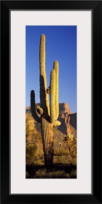 Saguaro Cactus Superstition Mountains Tonto National Forest AZ