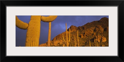 Saguaro Cactus Tucson AZ