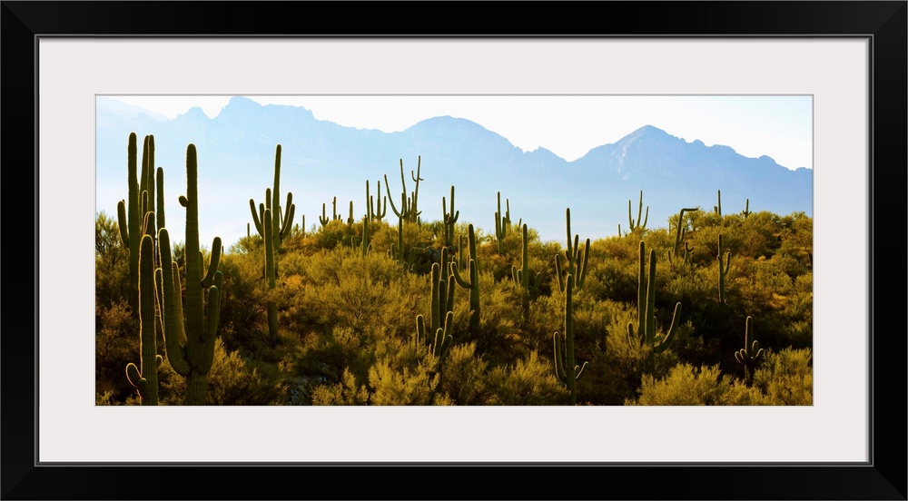 Saguaro cactus with mountain range in the background, Tucson, Arizona