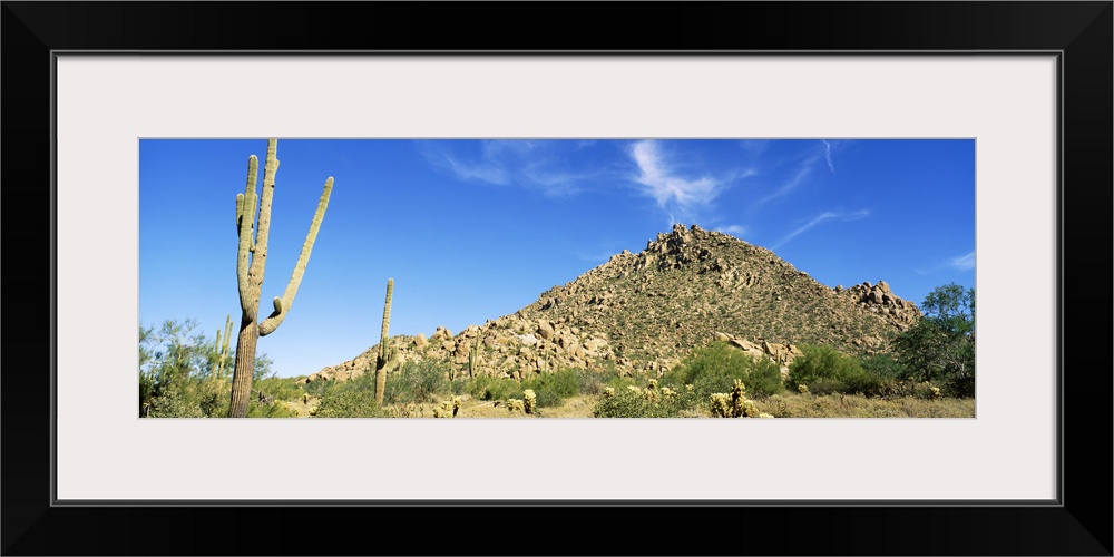 Saguaro & Cholla Cactus Sonoran Desert AZ