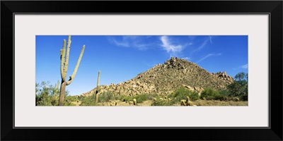 Saguaro & Cholla Cactus Sonoran Desert AZ