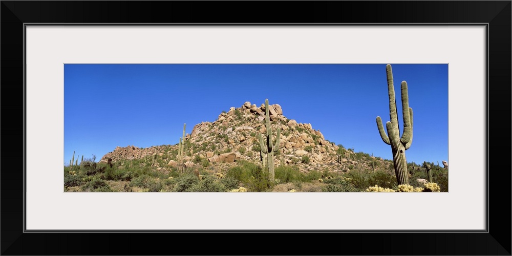 Saguaro & Cholla Cactus Sonoron Desert AZ