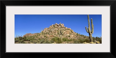 Saguaro & Cholla Cactus Sonoron Desert AZ