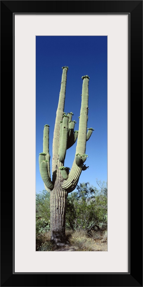 Saguaro National Monument NM