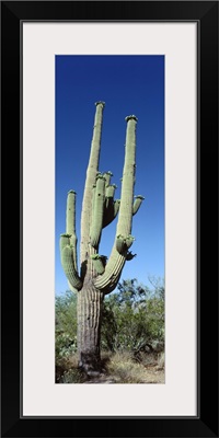 Saguaro National Monument NM