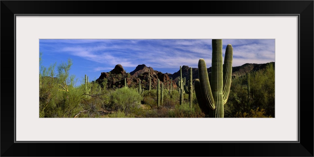 Panoramic photograph of desert with cacti and bushes with mountains in the distance under a cloudy sky.