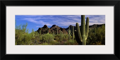 Saguaro National Park AZ