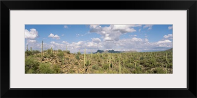 Saguaro National Park Tucson AZ