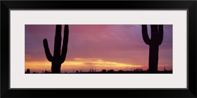 Saguaros at Sunset Tonto National Forest Maricopa County AZ