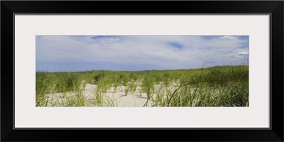 Sand dunes at Crane Beach, Ipswich, Essex County, Massachusetts