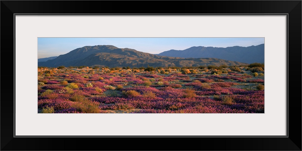 Sand Verbena and Primrose Anza Borrego Desert State Park CA