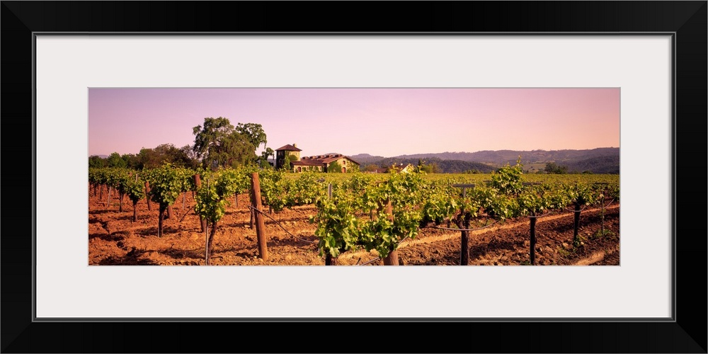 Panoramic photograph of grape vineyard with mountains in the distance.