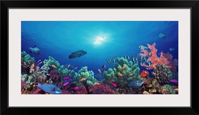 School of fish swimming near a reef, Indo-Pacific Ocean