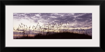 Sea oat grass on the beach, Atlantic Ocean Beach, Amelia Island, Nassau County, Florida