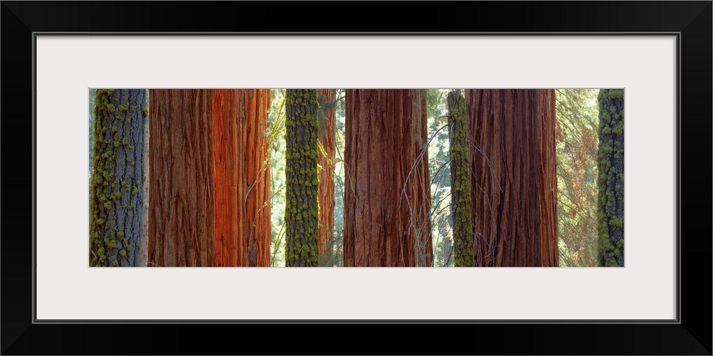 Large horizontal panoramic photograph of sequioa trees in Sequoia National Park, California (CA).