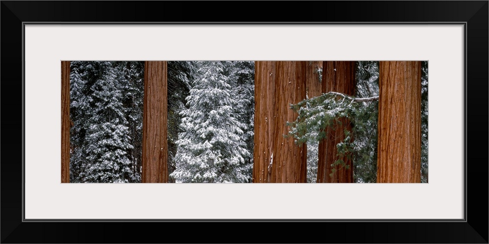 Panoramic photograph of snow covered trees in forest.  There are also tall bare tree barks scattered among the trees.