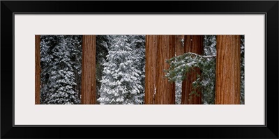 Sequoia Trees Sequoia National Park CA