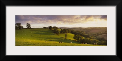 Sheep grazing in a field, Bickleigh, Mid Devon, Devon, England