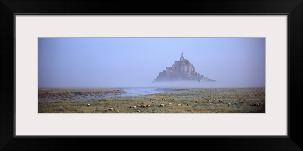 Sheep grazing in meadow at morning, Mont Saint Michel, Normandy, France