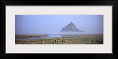 Sheep grazing in meadow at morning, Mont Saint Michel, Normandy, France