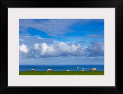 Sheep Grazing On The North Yorkshire And Cleveland Heritage Coast, England