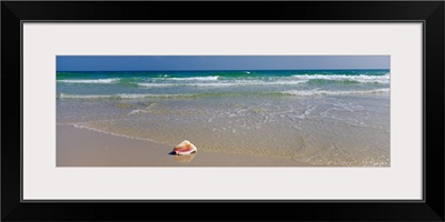 Shell on the beach, Alabama, Gulf of Mexico