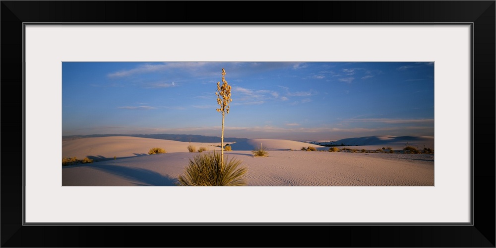 Shrubs in the desert, White Sands National Monument, New Mexico