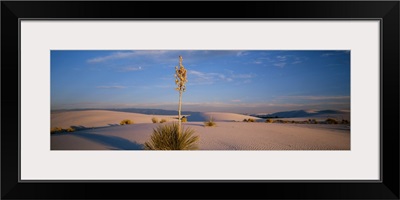 Shrubs in the desert, White Sands National Monument, New Mexico