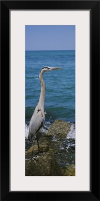 Side profile of a Great Blue heron (Ardea herodias) perching on a rock, Gulf of Mexico, Florida