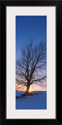 Silhouette of a bare tree at dusk, Grand Rapids, Kent County, Michigan