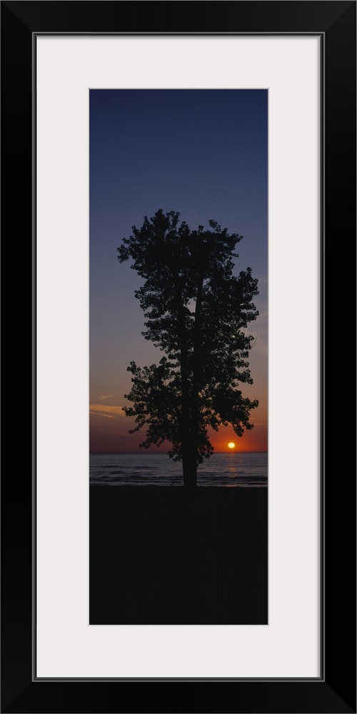 Silhouette of a cotton wood tree at sunrise, Lake Erie, Michigan