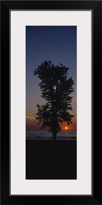 Silhouette of a cotton wood tree at sunrise, Lake Erie, Michigan