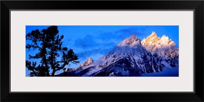 Silhouette of a Limber Pine (Pinus flexilis) in front of mountains, Cathedral Group, Teton Range, Grand Teton National Park, Wyoming