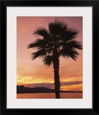 Silhouette of a palm tree, Havasu Lake, Havasu City, Mohave County, Arizona