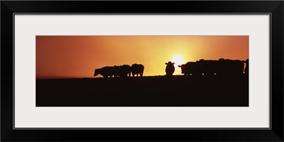 Silhouette of cows at sunset, Point Reyes National Seashore, California