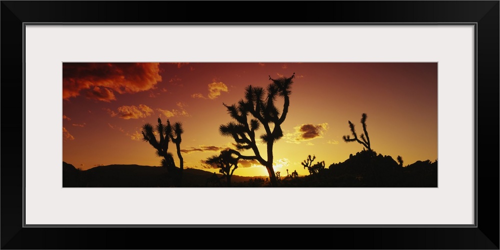 Silhouette of Joshua trees at sunset, Joshua Tree National Monument, California