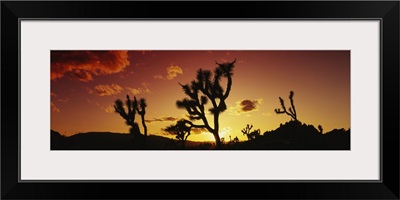 Silhouette of Joshua trees at sunset, Joshua Tree National Monument, California