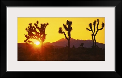 Silhouette of Joshua trees (Yucca brevifolia) at sunset, Joshua Tree National Monument, California