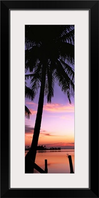 Silhouette of palm trees at dawn, Pine Island, Lee County, Florida,
