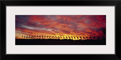Silhouette of palm trees at sunrise, San Diego, San Diego County, California