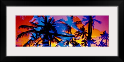 Silhouette of palm trees at sunset, Ko Olina, Oahu, Hawaii
