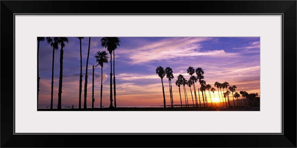Horizontal, large photograph of a line of palm trees silhouetted against the sunset, beneath a pastel sky with whipping cl...