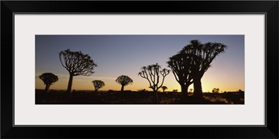 Silhouette of Quiver trees Aloe dichotoma at sunset Namibia