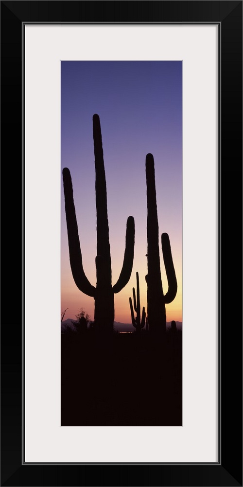 Vertical panoramic photograph of cactus silhouettes in desert at sunset with mountains in the distance.