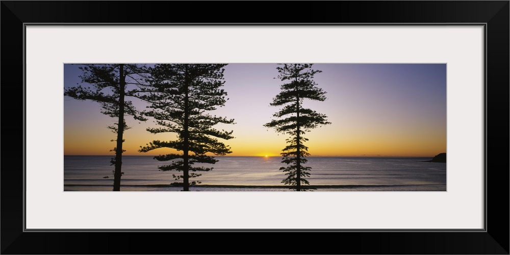 Panoramic canvas of the silhouette of trees against a sunrise on the water.